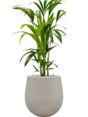 Kentia (Howea) forsteriana in Baq Seren Grond (Vulkastrat)
