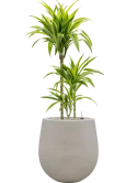Dracaena fragrans 'Lemon Lime' in Baq Seren Grond (Vulkastrat)