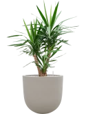 Yucca elephantipes in Baq Seren Grond (Vulkastrat)