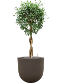 Ficus microcarpa 'Nitida' in Baq Seren Grond (Vulkastrat)
