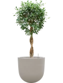 Ficus microcarpa 'Nitida' in Baq Seren Grond (Vulkastrat)