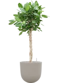 Ficus benghalensis 'Audrey' in Baq Seren Grond (Vulkastrat)