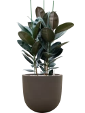 Ficus elastica 'Abidjan' in Baq Seren Grond (Vulkastrat)