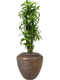 Dracaena fragrans 'Dorado' in Plain Grond (Vulkastrat)