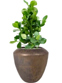 Clusia rosea in Plain Grond (Vulkastrat)