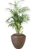Chamaedorea seifrizii in Plain Grond (Vulkastrat)