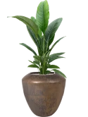 Spathiphyllum 'Sensation' in Plain Grond (Vulkastrat)