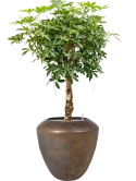Schefflera arboricola 'Compacta' in Plain Grond (Vulkastrat)
