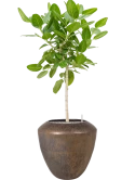 Ficus benghalensis 'Audrey' in Plain Grond (Vulkastrat)