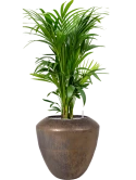 Kentia (Howea) forsteriana in Plain Grond (Vulkastrat)