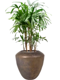 Rhapis excelsa in Plain Grond (Vulkastrat)