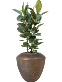 Ficus elastica 'Robusta' in Plain Grond (Vulkastrat)