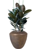 Ficus elastica 'Abidjan' in Plain Grond (Vulkastrat)