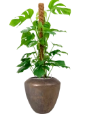 Monstera deliciosa (120-140) in Plain Grond (Vulkastrat)