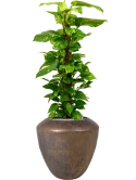 Scindapsus (Epipremnum) 'Aureum' in Plain Grond (Vulkastrat)