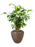 Caryota mitis in Plain Grond (Vulkastrat)