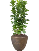 Ficus lyrata 'Bambino' in Plain Hydrocultuur