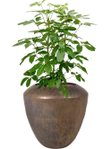Schefflera actinophylla 'Amate' in Plain Hydrocultuur