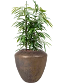 Ficus binnendijkii 'Amstel King' in Plain Hydrocultuur