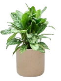 Aglaonema 'Stripes' in Rough Grond (Vulkastrat)