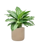 Aglaonema 'Chantal' in Rough Grond (Vulkastrat)