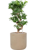 Ficus microcarpa 'Compacta' in Rough Grond (Vulkastrat)