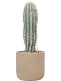 Pachycereus pringlei in Rough Grond (Vulkastrat)