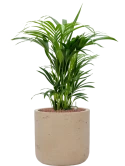 Kentia (Howea) forsteriana in Rough Hydrocultuur
