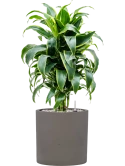 Dracaena fragrans 'Dorado' in Rough Grond (Vulkastrat)