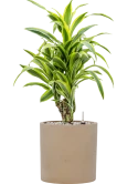 Dracaena fragrans 'Lemon Lime' in Rough Grond (Vulkastrat)