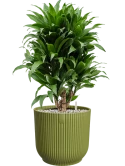 Dracaena fragrans 'Compacta' in Vibes Fold Grond (Vulkastrat)