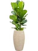 Ficus lyrata in Baq Dune Grond (Vulkastrat)