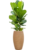 Ficus lyrata in Baq Dune Grond (Vulkastrat)