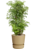 Aralia (Polyscias) 'Ming' in Greenville Grond (Vulkastrat)