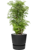 Aralia (Polyscias) 'Ming' in Greenville Grond (Vulkastrat)