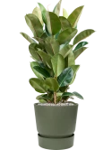 Ficus elastica 'Robusta' in Greenville Grond (Vulkastrat)