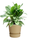 Aglaonema 'Stripes' in Greenville Grond (Vulkastrat)
