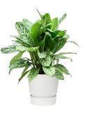 Aglaonema 'Stripes' in Greenville Grond (Vulkastrat)