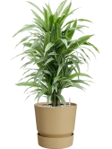 Dracaena deremensis 'Warneckei' in Greenville Grond (Vulkastrat)