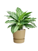 Aglaonema 'Chantal' in Greenville Grond (Vulkastrat)