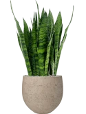 Sansevieria zeylanica in Rough Grond (Vulkastrat)