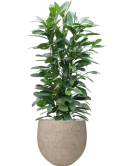 Ficus cyathistipula in Rough Grond (Vulkastrat)