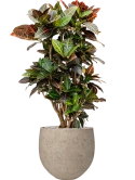 Croton (Codiaeum) variegatum 'Petra' (90-110) in Rough Grond (Vulkastrat)