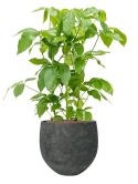 Schefflera actinophylla 'Amate' in Rough Hydrocultuur