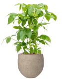 Schefflera actinophylla 'Amate' in Rough Hydrocultuur