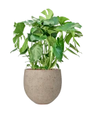 Monstera deliciosa in Rough Hydrocultuur