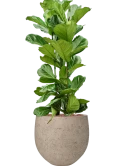 Ficus lyrata in Rough Hydrocultuur