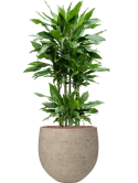 Dracaena fragrans 'Janet Lind' in Rough Hydrocultuur