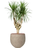 Dracaena marginata in Rough Hydrocultuur