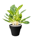 Aglaonema 'Key Lime' in Green Basics Grond (Vulkastrat)